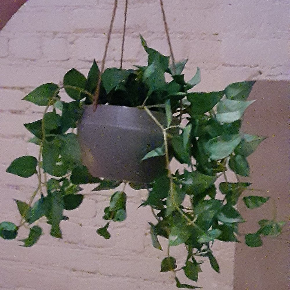 Faux Vines in Hanging Pot - NWOT
